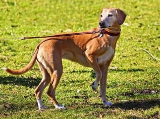 longe pour chien
